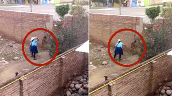 Woman that threw stones at hung dog gets no punishment. Support animal rights in Bolivia!
