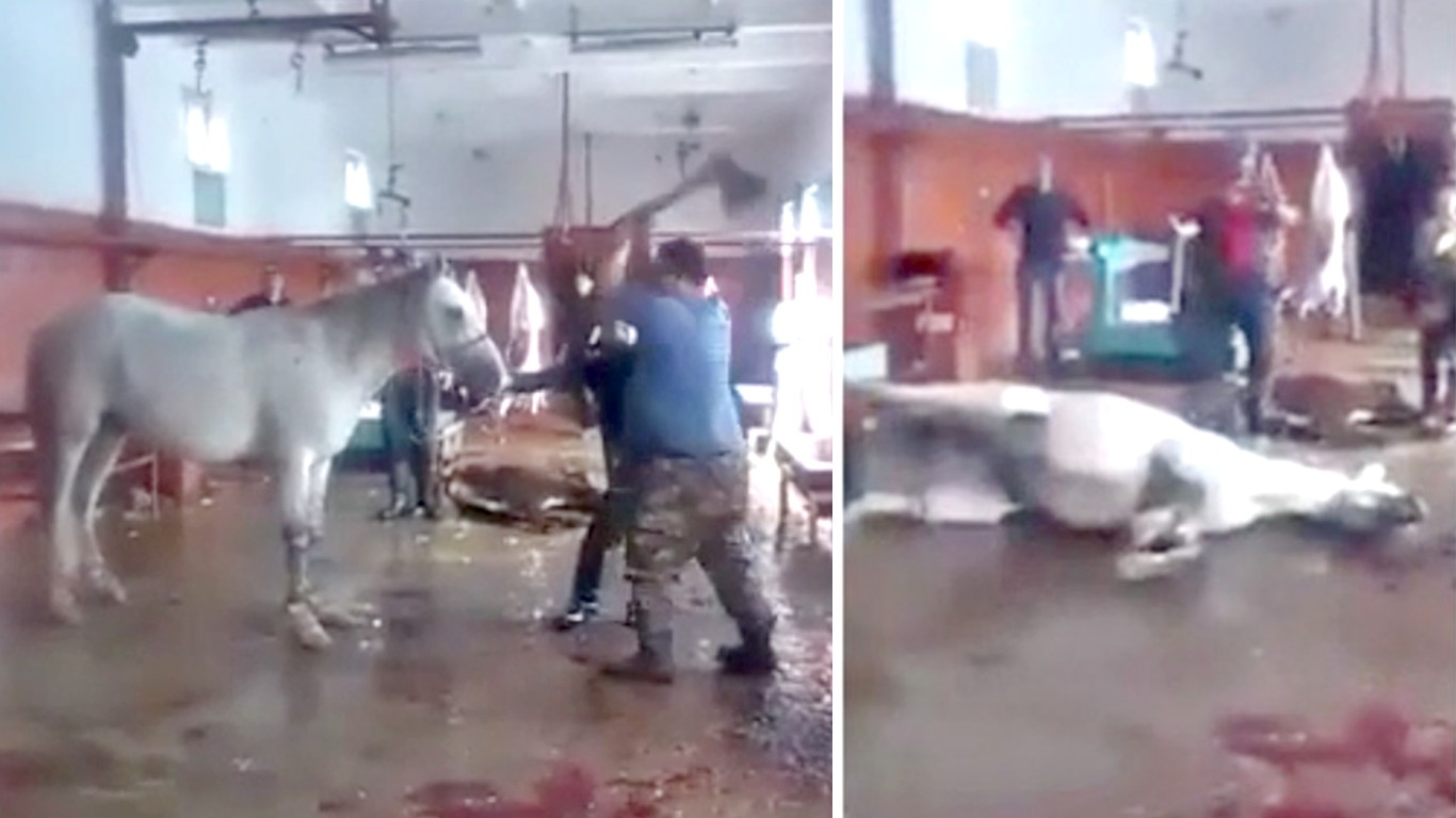 Justice for horse hit in the head with bladed object by illegal meat traders!