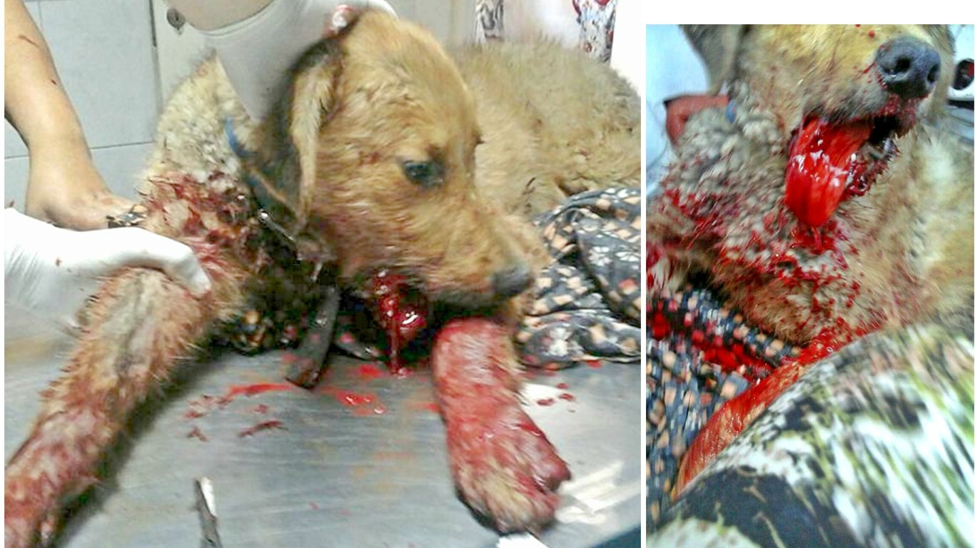 Justice for Felipe â€“ thugs put fireworks in his mouth and leave him to die!