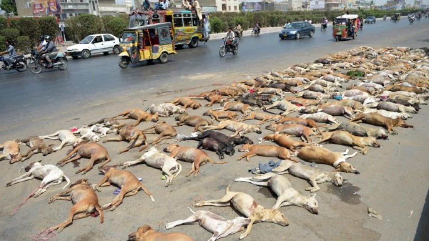 Stop massive euthanasia of dogs in Karachi, Pakistan!