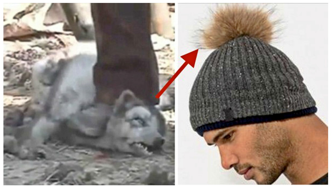Ask Kit and Ace to stop using dog fur to make luxury hats!