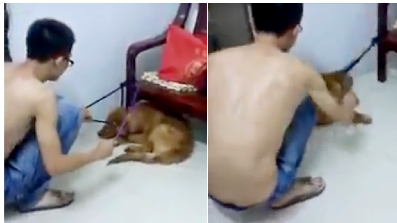 Owner that repeatedly hit dog with stick must be punished!