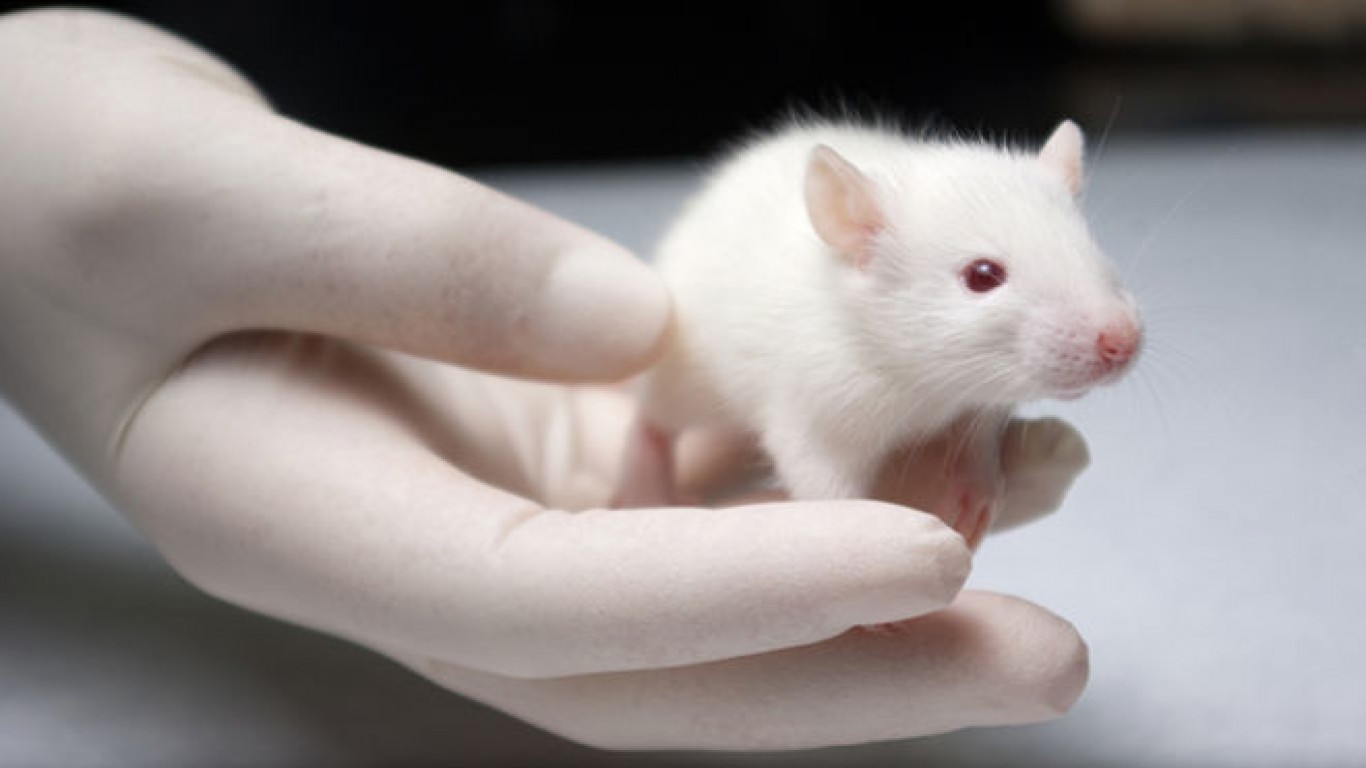 Stop Nicotine Experiments on Animals!