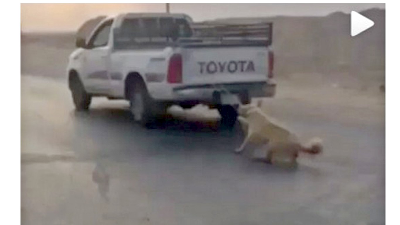Justice for dog dragged behind SUV in Saudi Arabia! Support animal protection laws!