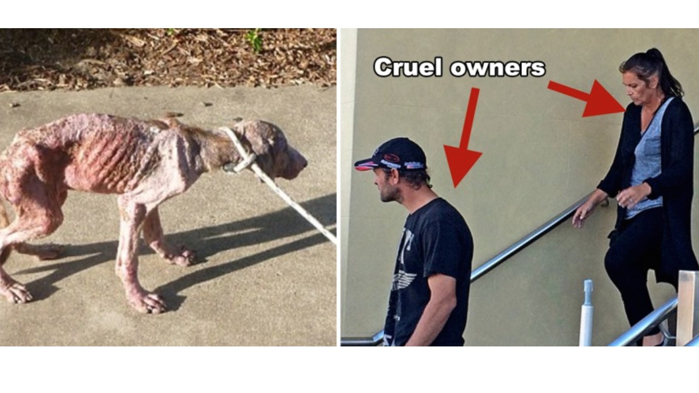 Justice for Tazer - pet dog starved for over a month by cruel owners!