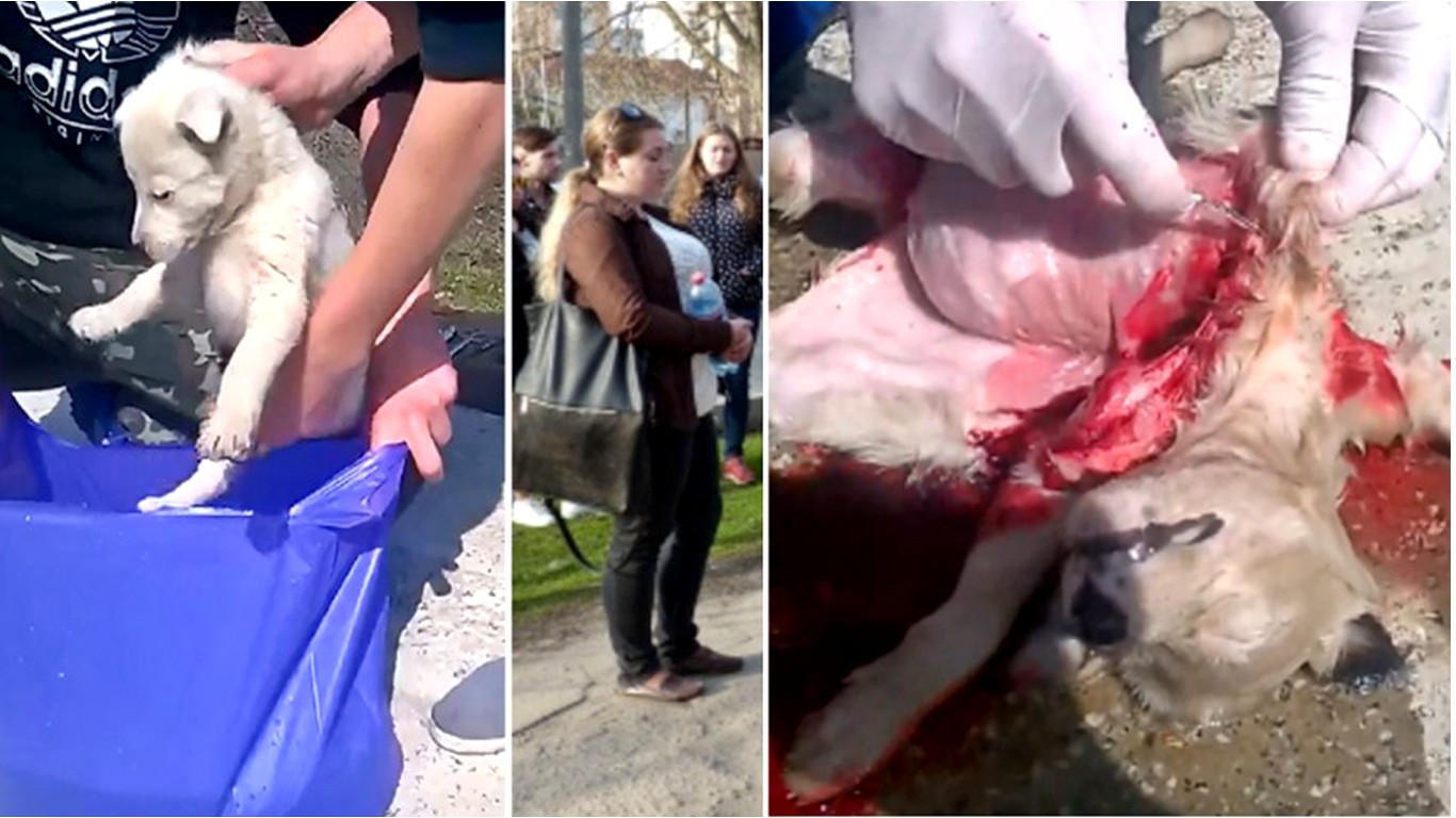 Punish students & teacher who drowned puppy in a bag and cut him open because they were bored in class!