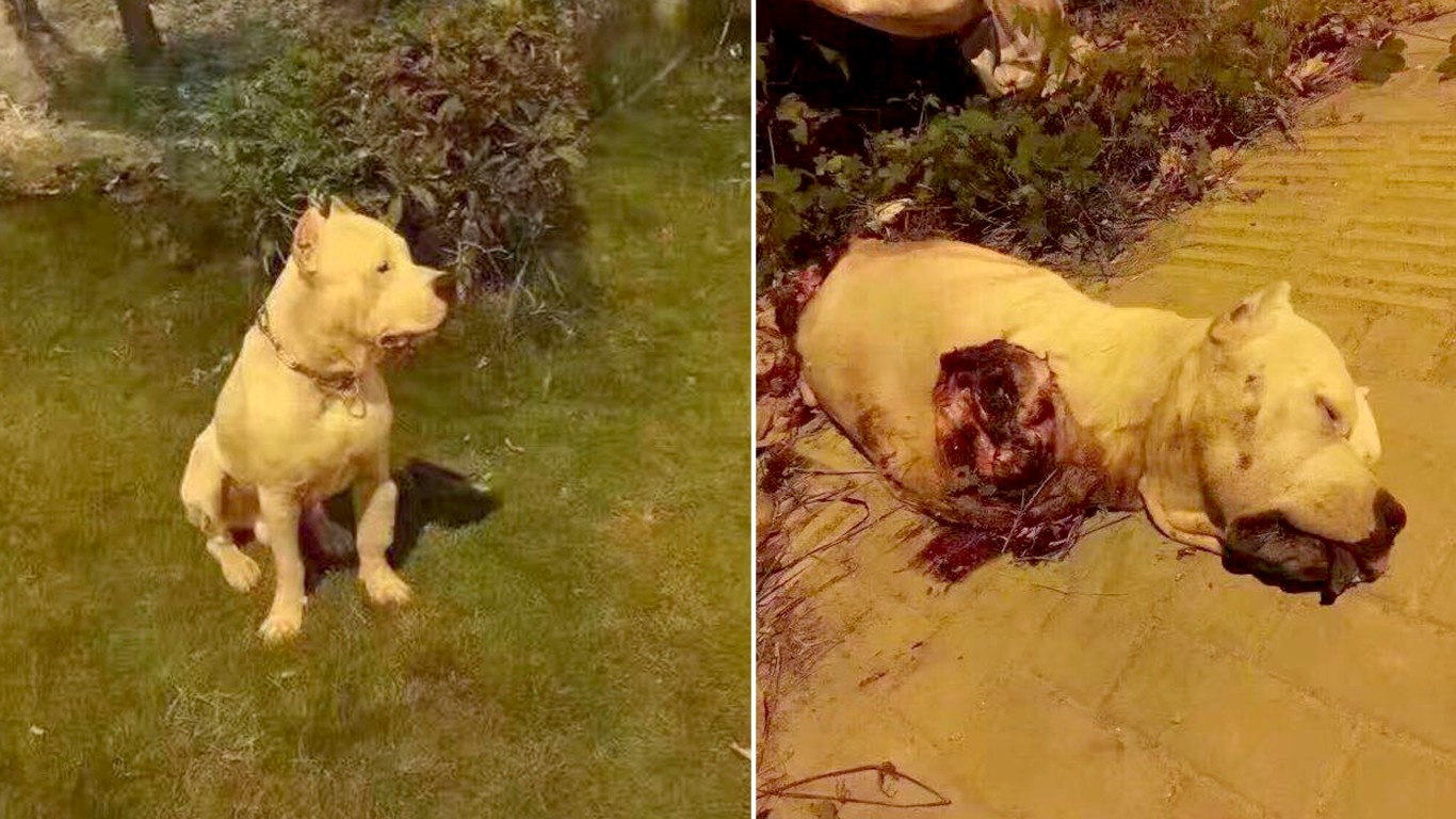 Adorable pet dog that had all legs cut off deserves justice!