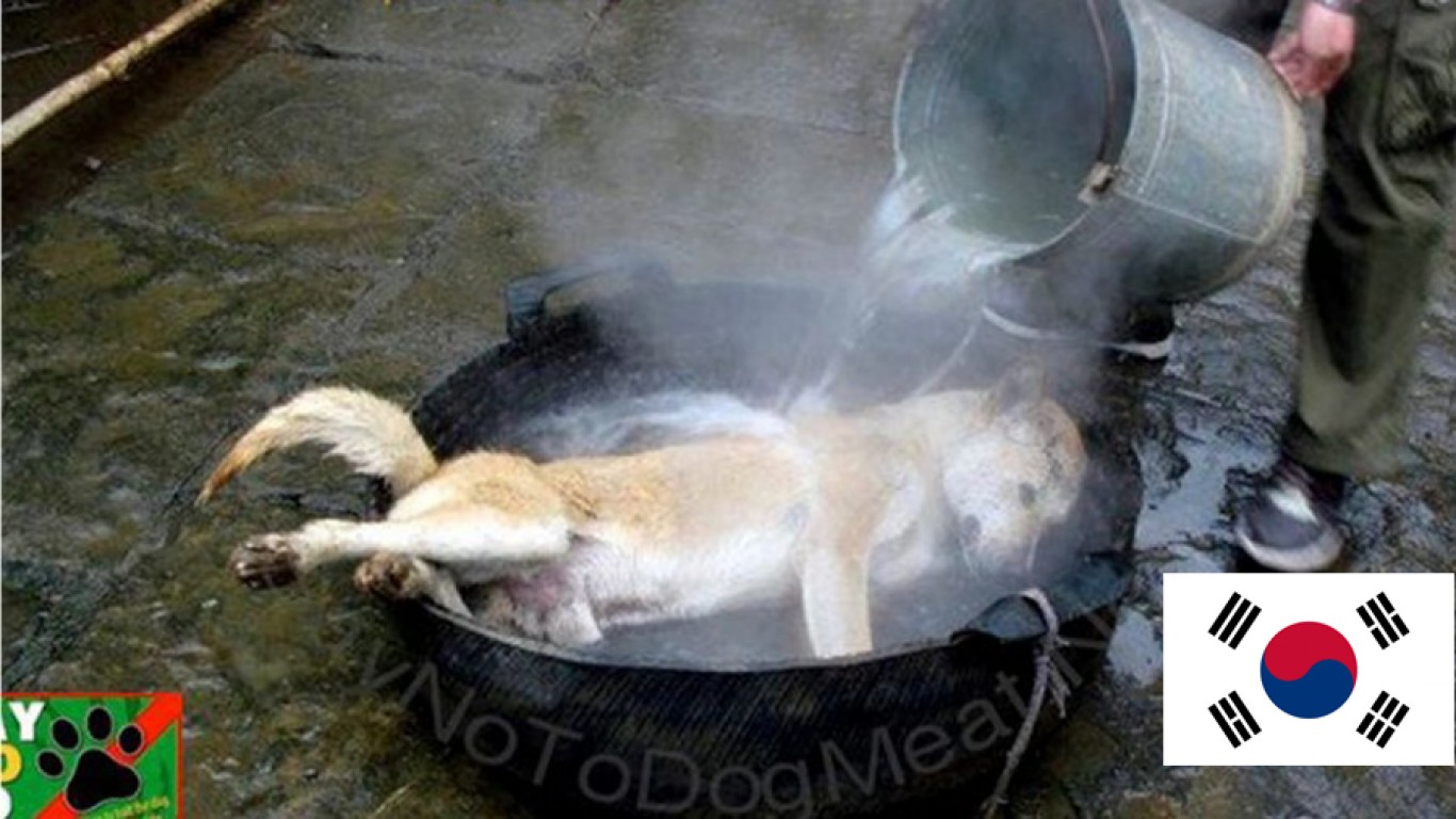 Do no let Egypt export thousands of dogs to South Korea â€“ where they will be boiled alive and cooked!