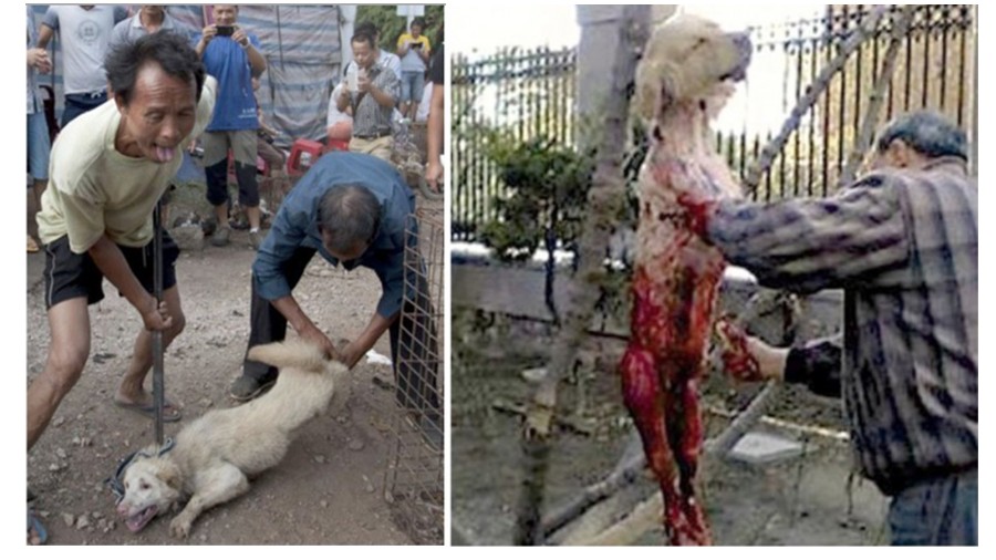 Stop more dogs from being skinned alive in China!