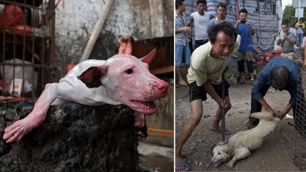Prevent the 2018 Olympic Games from being hosted by South Korea - a dog eating nation!