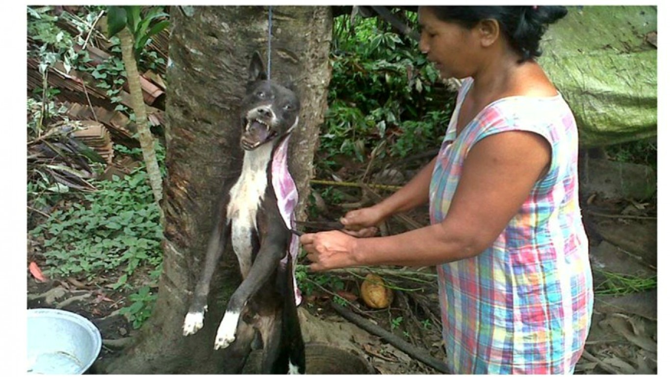 100, 000 dogs are skinned alive and cooked each year on the Island Of Gods! Sign Now!