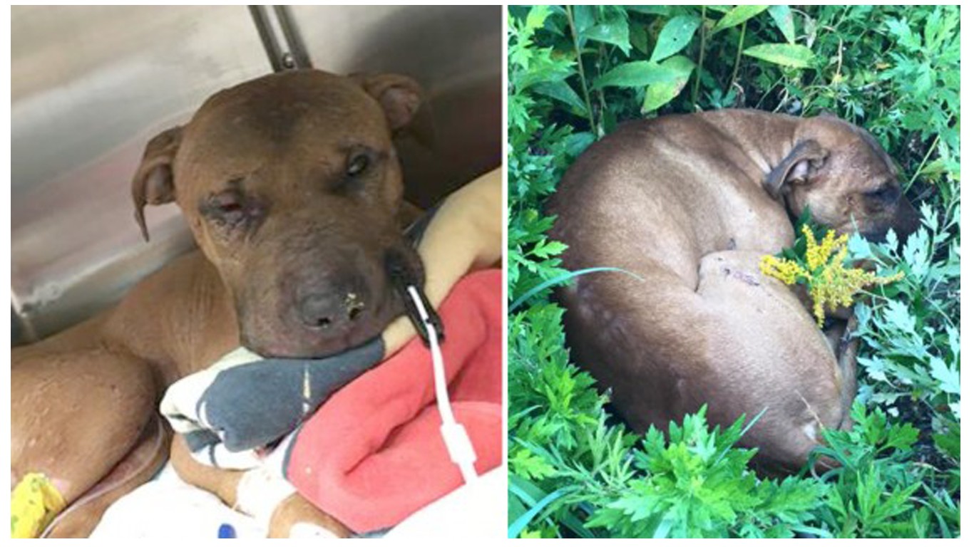 Justice for Remi â€“ used as bait and dumped in a bush to die!