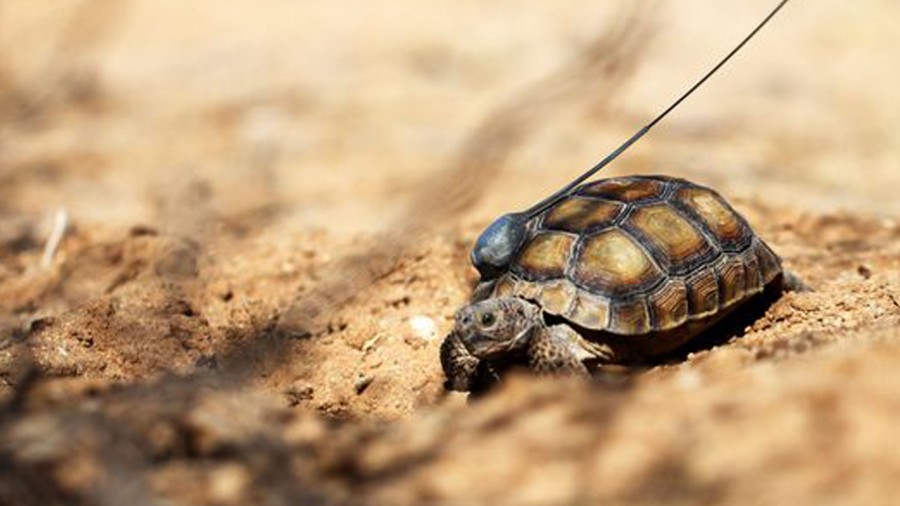 US Marine Corps base is threatening to end the lives of thousands of turtles! SIGN NOW!