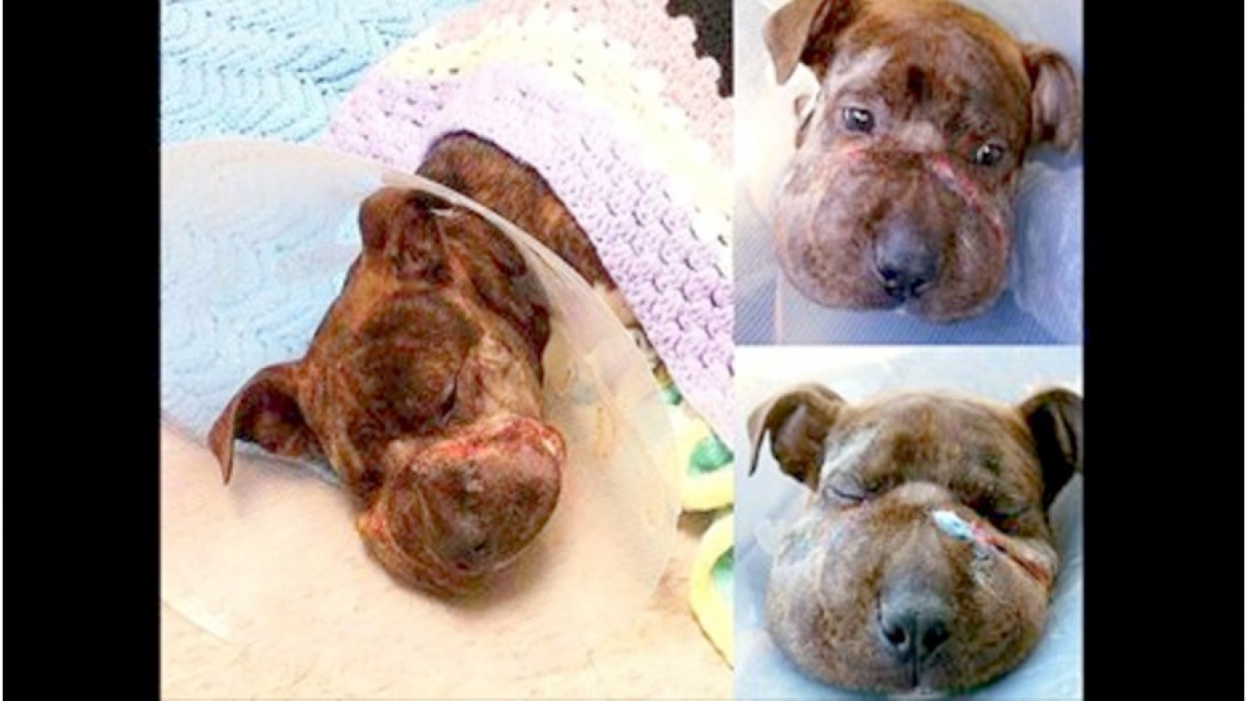Support justice for Robin â€“ tied in backyard with muzzle on her face for weeks!