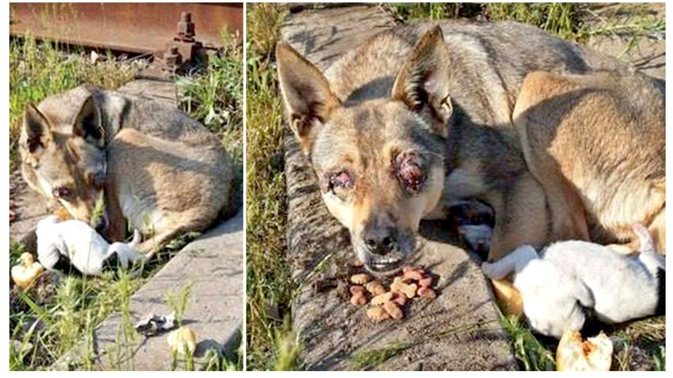 Justice for mother dog that had both eyes poked out in front of her baby!