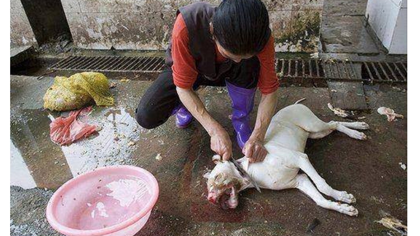 China: Dogs boiled alive and prepared as stew. Stop the dog meat trade now!